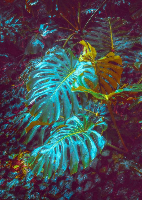 Midnight Monstera I