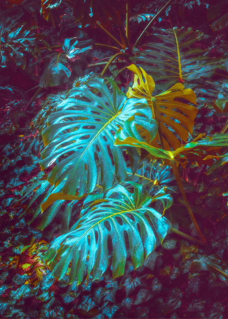 Midnight Monstera I