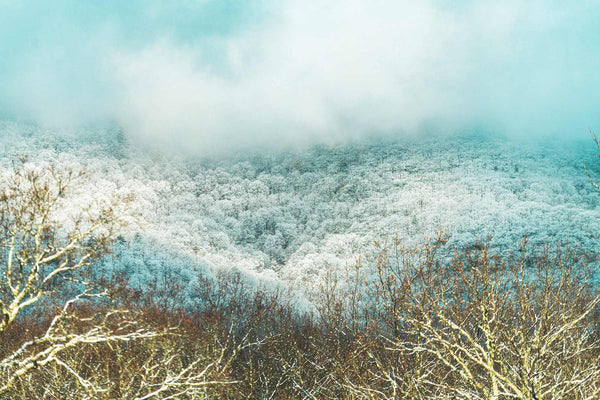 Snowy Treetops, Catskill Mountains