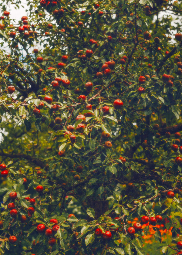 Red Apples
