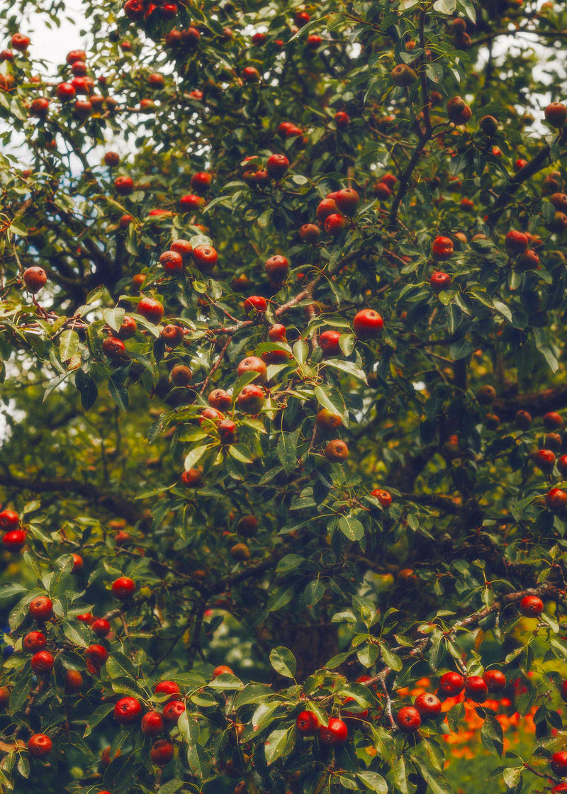 Red Apples