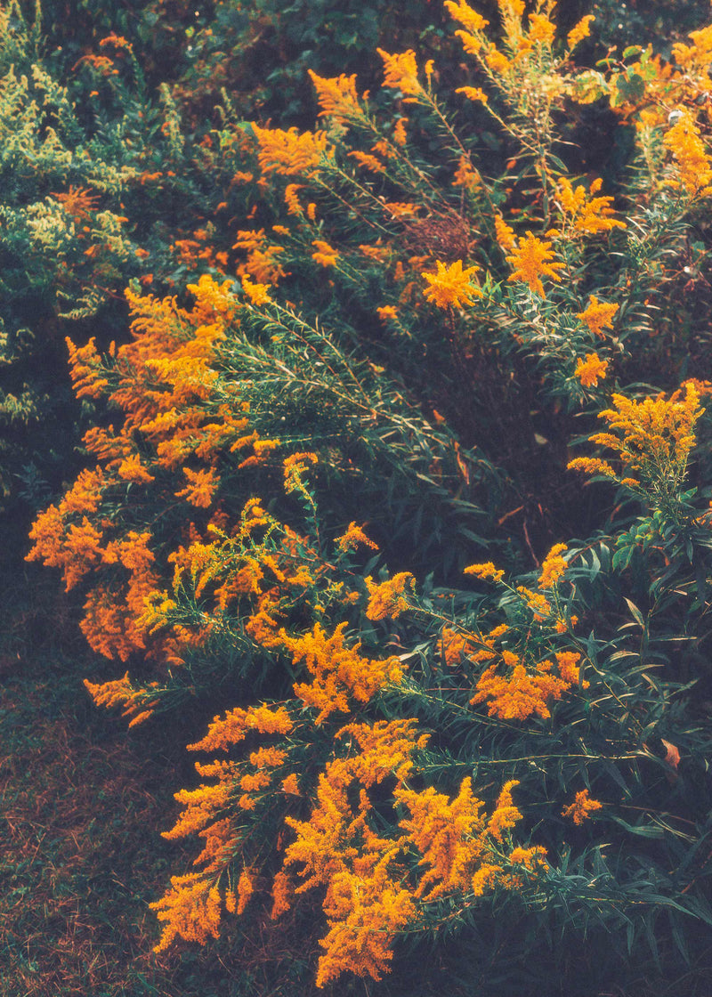 Goldenrod