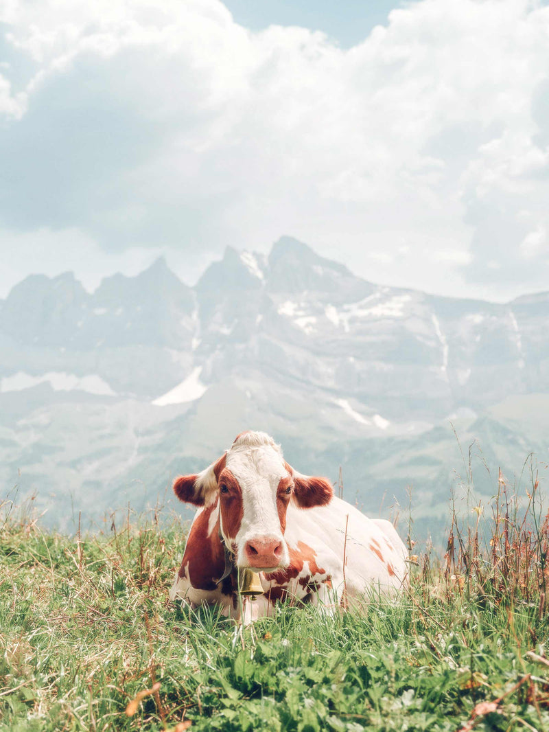 Cow, Champéry, Switzerland