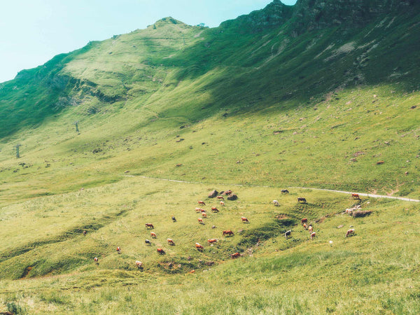 Grazing Cows I, Champéry, Switzerland