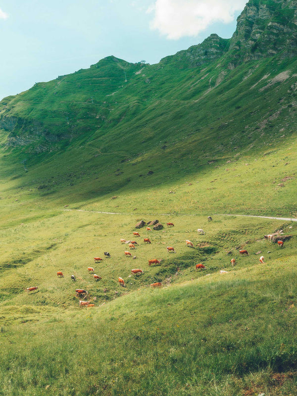 Champéry Mountain Pasture