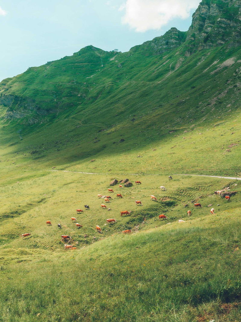 Champéry Mountain Pasture