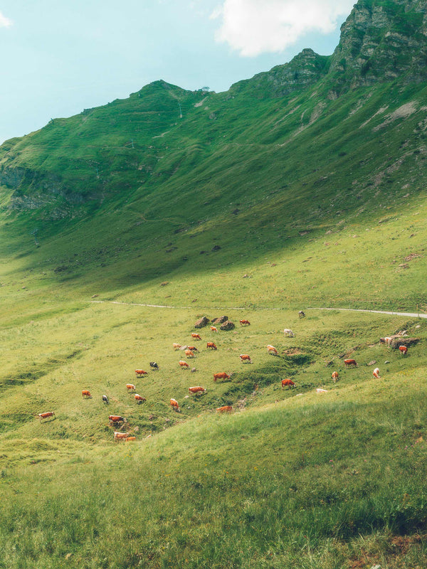 Grazing Cows II, Champéry, Switzerland
