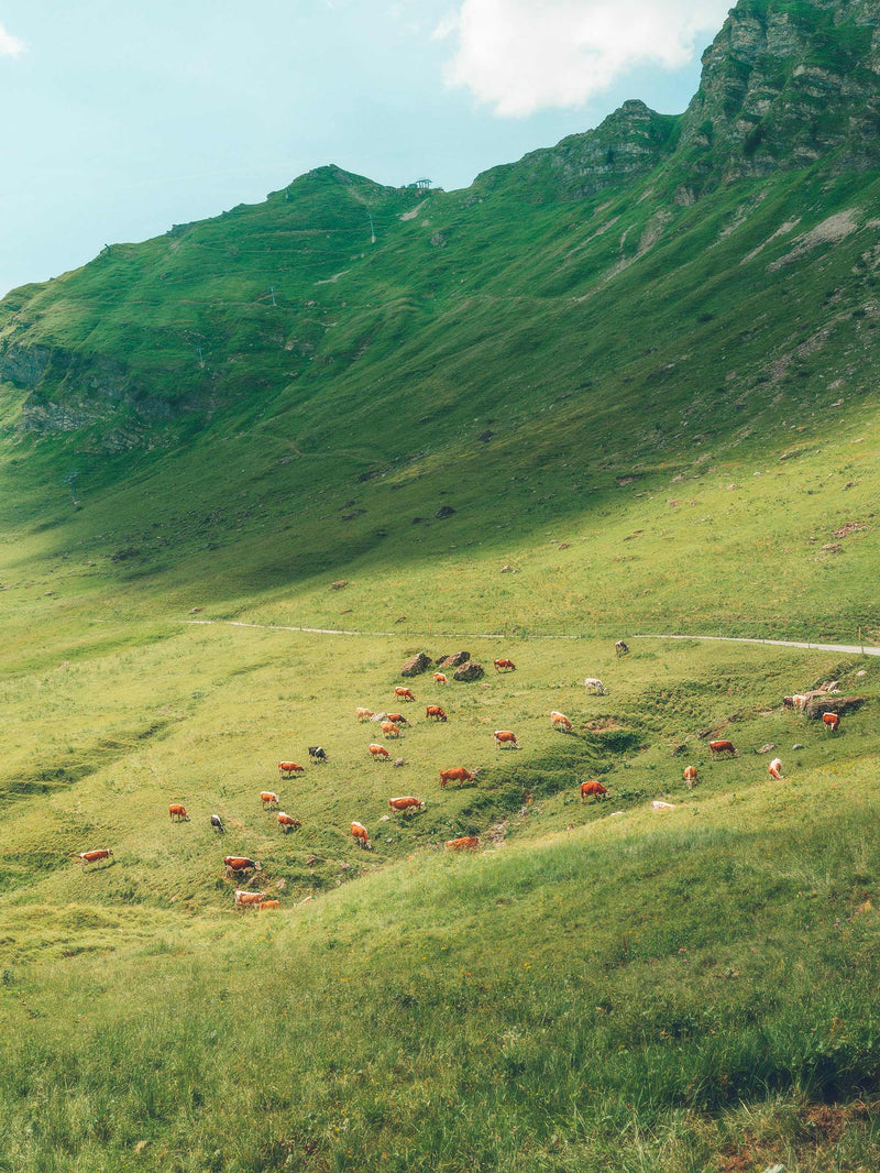 Grazing Cows II, Champéry, Switzerland