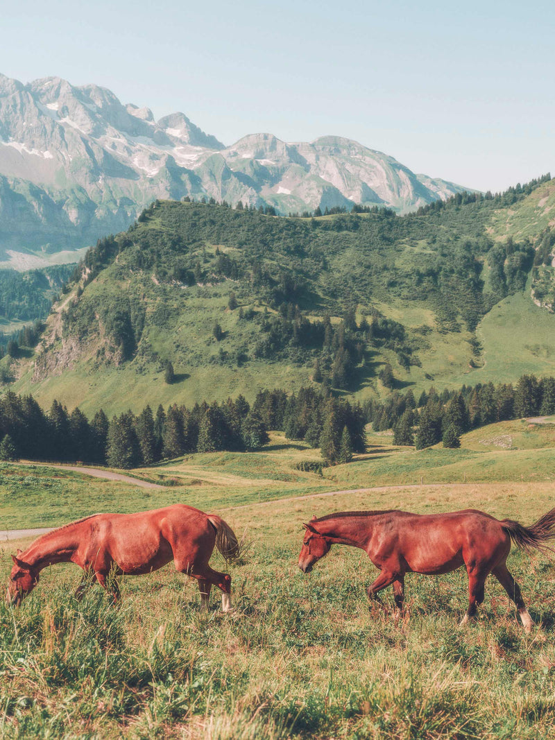 Horses, Champéry, Switzerland