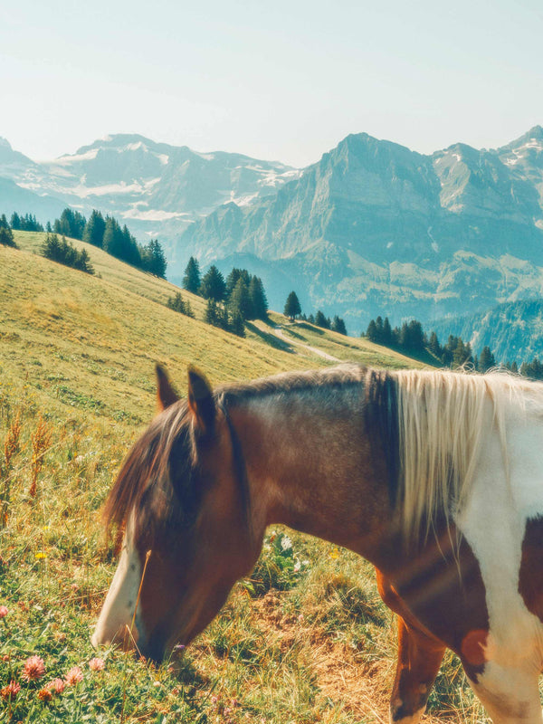 Horse, Champéry, Switzerland