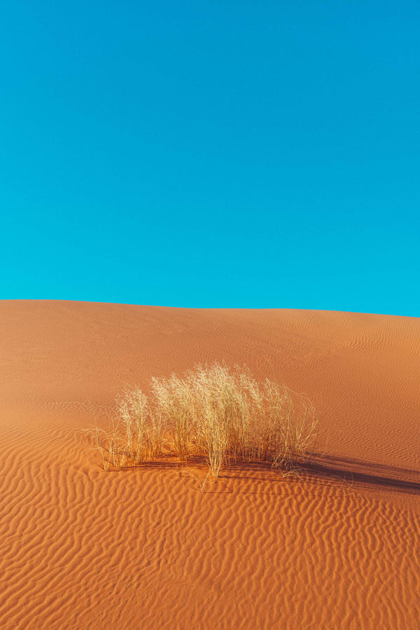 Sahara Desert Grass