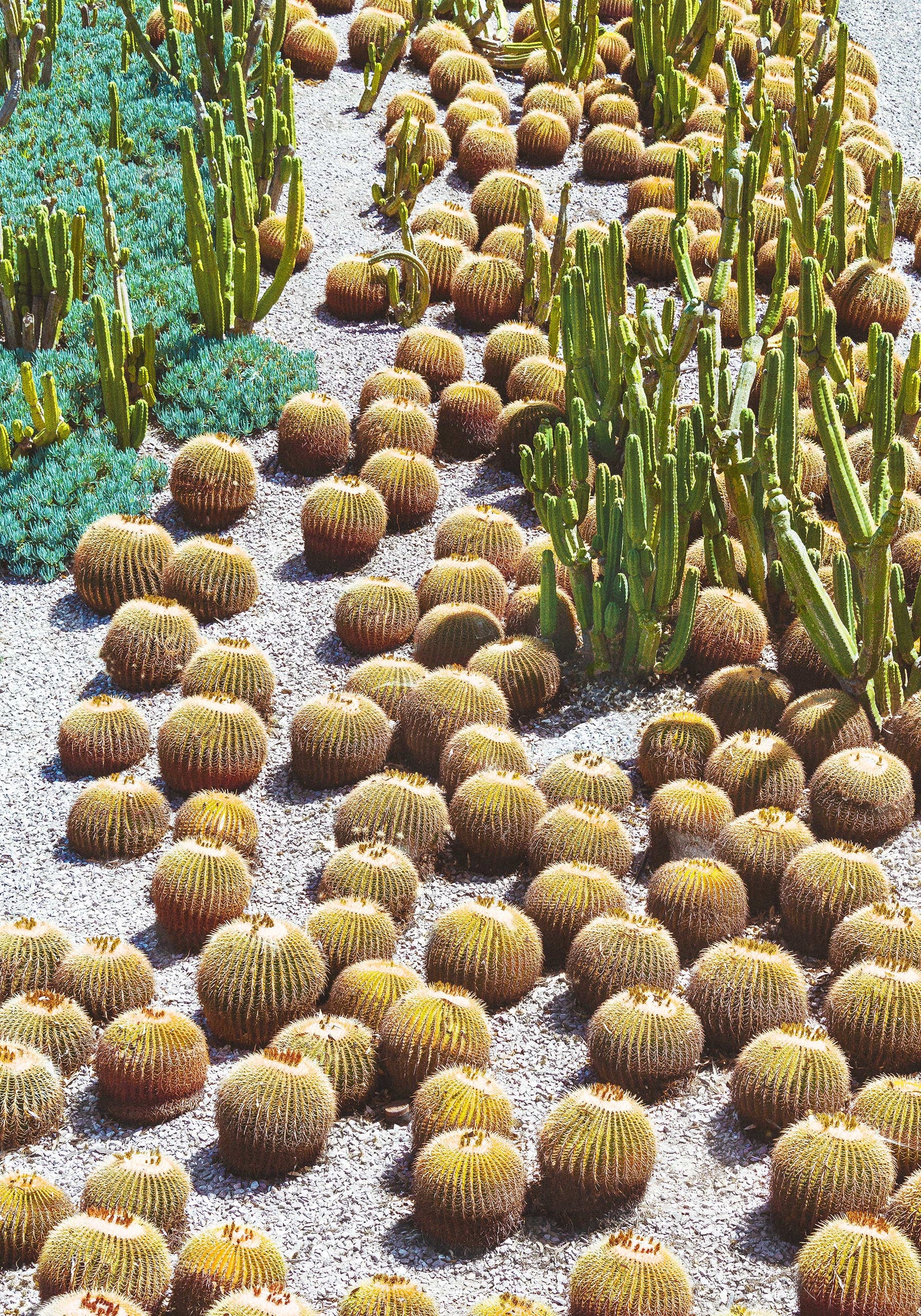 tpl01-1a modern succulent garden Succulent Garden I – Fine Art Photography by Pottsy