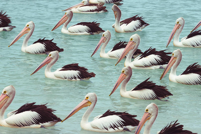 Queensland Pelicans